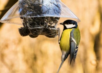 Quelle couleur les oiseaux n'aime pas ?