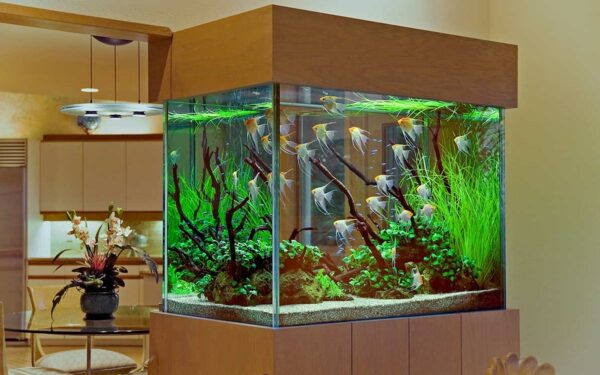 Quelle couleur pour un fond d'aquarium ?