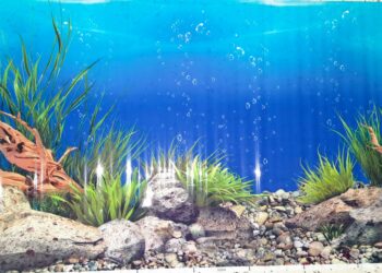 Quelle couleur pour un fond d'aquarium ?