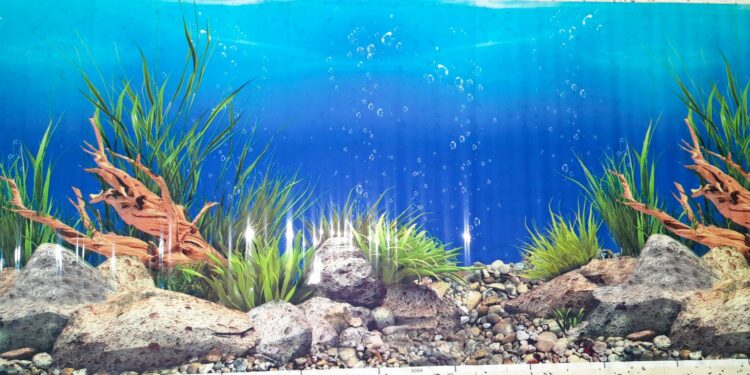 Quelle couleur pour un fond d'aquarium ?