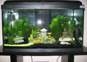 Quelle couleur pour un fond d'aquarium ?