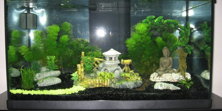 Quelle couleur pour un fond d'aquarium ?