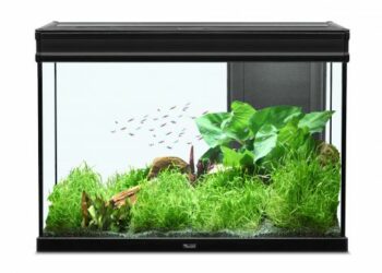 Quelle couleur pour un fond d'aquarium ?