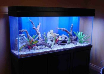 Quelle couleur pour un fond d'aquarium ?