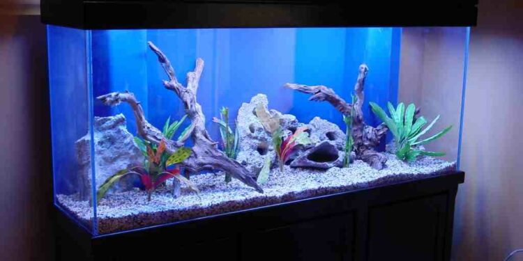 Quelle couleur pour un fond d'aquarium ?