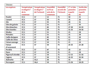 Quelle couveuse pour caille ?