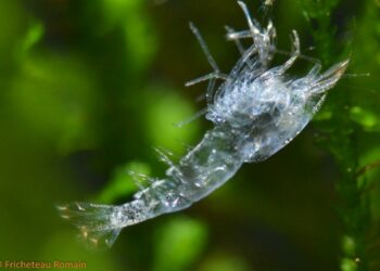 Quelle crevette pour nettoyer aquarium ?