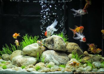 Quelle décoration mettre dans un aquarium ?