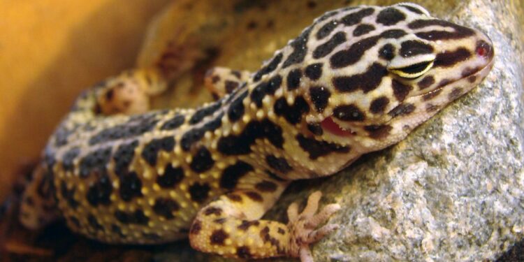 Quelle différence entre Tarente et gecko ?