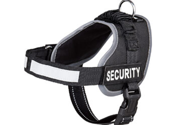 Quelle différence entre collier et harnais ?