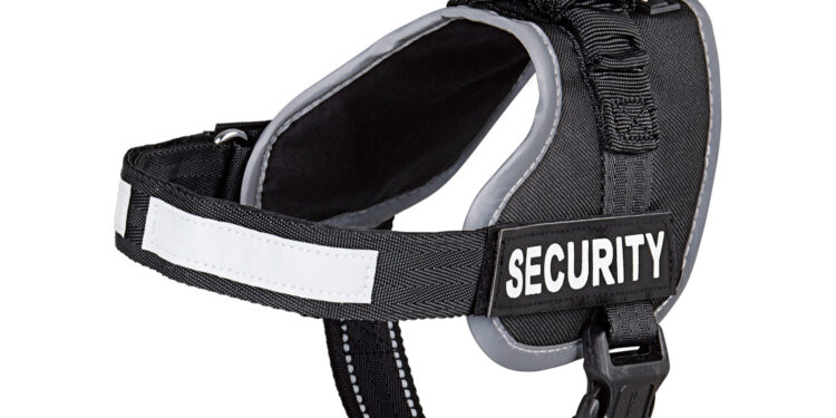 Quelle différence entre collier et harnais ?