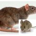 Quelle différence entre un rat et une souris ?