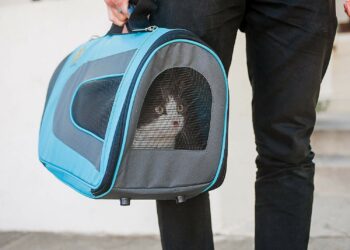 Quelle dimension de caisse de transport pour un Maine Coon ?
