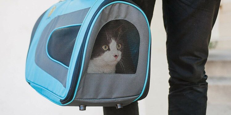 Quelle dimension de caisse de transport pour un Maine Coon ?