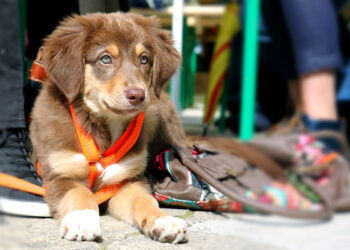Quelle durée de promenade pour un chiot ?