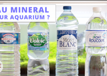 Quelle eau en bouteille pour guppy ?