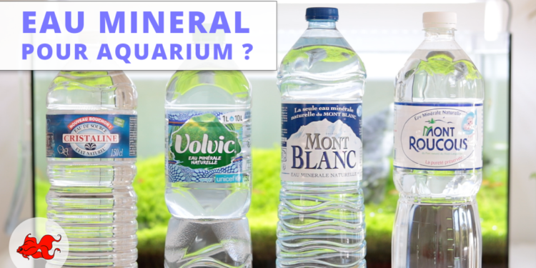 Quelle eau en bouteille pour guppy ?