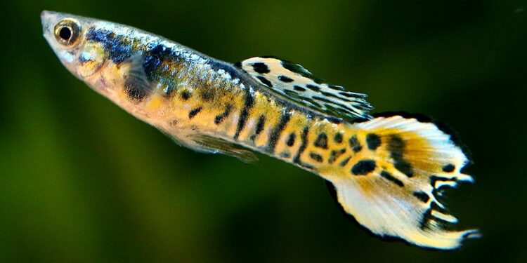 Quelle eau en bouteille pour mon aquarium ?