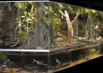 Quelle eau minérale pour arroser les plantes ?