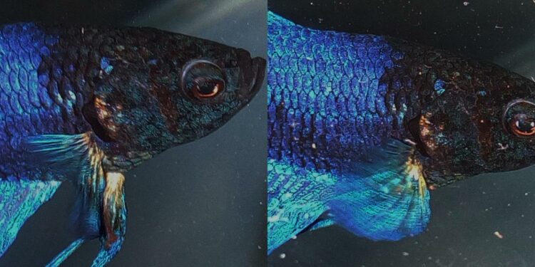 Quelle eau pour les combattants ?