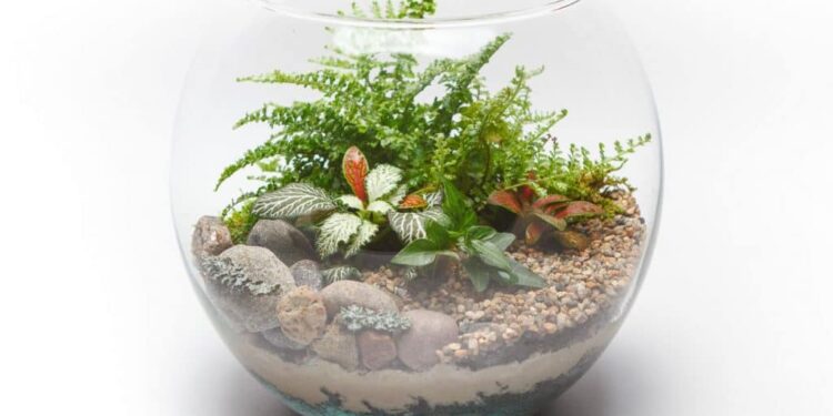 Quelle eau pour terrarium ?