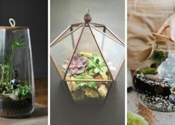 Quelle eau pour terrarium ?