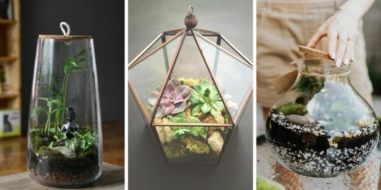 Quelle eau pour terrarium ?