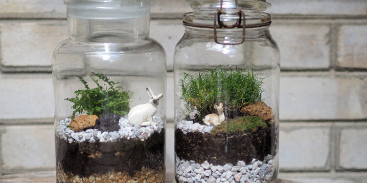 Quelle eau pour terrarium ?