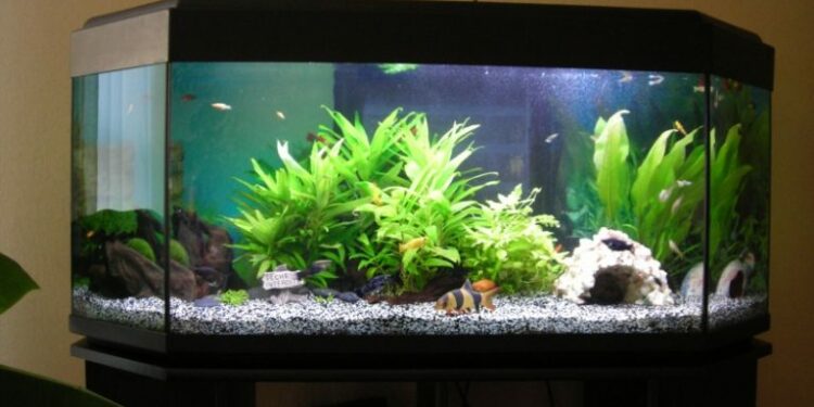 Quelle eau pour tortue d'eau ?