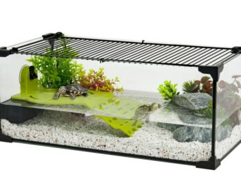 Quelle eau pour tortue d'eau ?