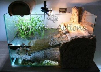 Quelle eau pour tortue d'eau ?