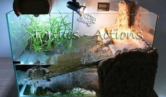 Quelle eau pour tortue d'eau ?