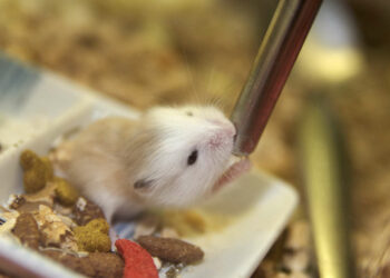 Quelle eau pour un hamster ?