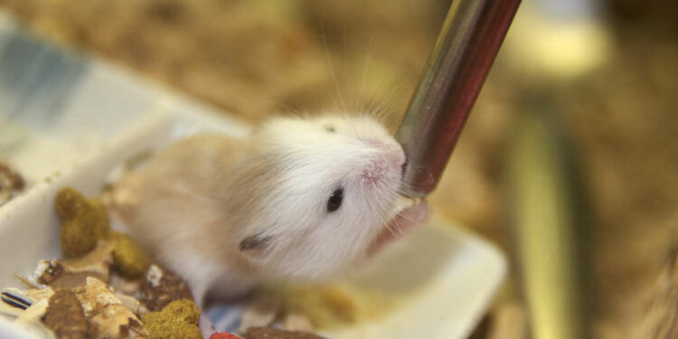 Quelle eau pour un hamster ?