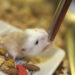Quelle eau pour un hamster ?