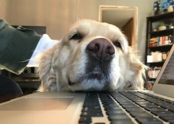 Quelle entreprise accepte les chiens ?