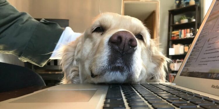 Quelle entreprise accepte les chiens ?