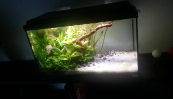 Quelle espèce de poisson pour un aquarium de 54 litres ?