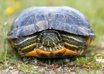 Quelle espèce de tortue ?