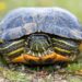 Quelle espèce de tortue ?