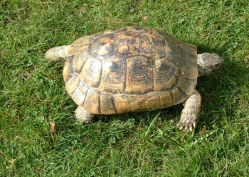 Quelle espèce de tortue d'eau choisir ?