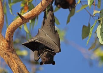 Quelle est la Chauve-souris la plus dangereuse ?