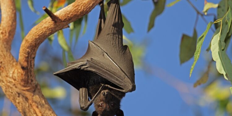 Quelle est la Chauve-souris la plus dangereuse ?