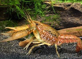 Quelle est la bonne dureté de l'eau ?