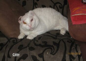 Quelle est la cause de l'albinisme ?