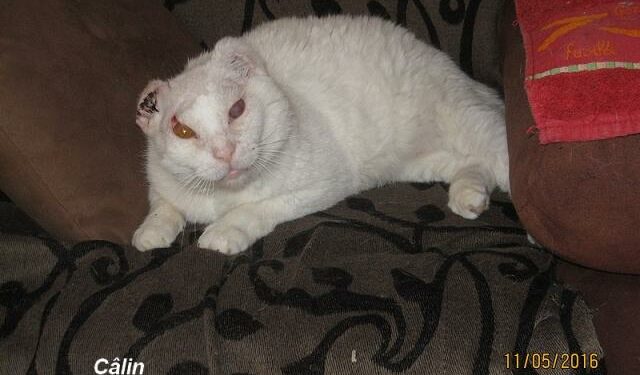 Quelle est la cause de l'albinisme ?