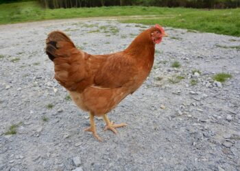 Quelle est la couleur préférée des poules ?