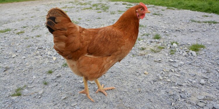 Quelle est la couleur préférée des poules ?