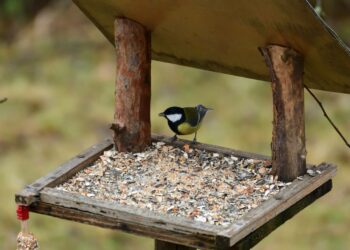 Quelle est la couleur qui attire les oiseaux ?
