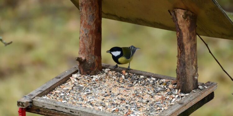 Quelle est la couleur qui attire les oiseaux ?